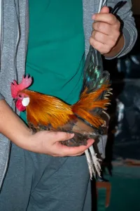 Poules naines