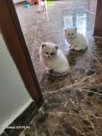Petits chatons 