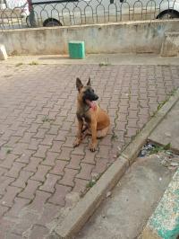 كلب-chien-malinois-avendre-القبة-الجزائر