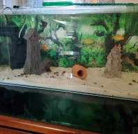  Aquarium importation 