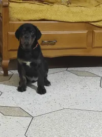 Vente chiot rotticorso 