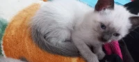 Siamois 