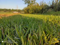 gardening-gazon-naturel-chebli-blida-algeria