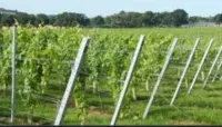 Grape vine أعمدة العنب