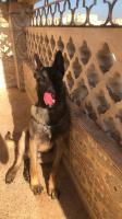 chien-malinois-birkhadem-alger-algerie