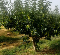 terrain-agricole-vente-khenchela-fais-algerie