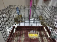 Canari jaspe