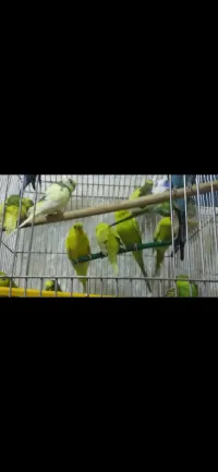 Des oiseaux pérushe à vendre 