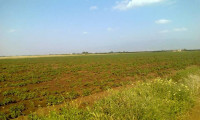 terrain-agricole-vente-tlemcen-sebaa-chioukh-algerie