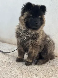 Chow chow