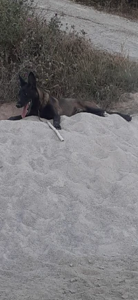 Mal malinois charbonnier 