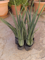 gardening-aloe-vera-berriane-ghardaia-algeria