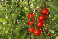 alimentary-البذور-الزراعية-أي-نوع-من-الخضروات-semence-de-tout-legumes-et-tomate-cerise-ain-benian-alger-algeria