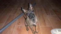 Femelle malinois masque noir charbonner , Numéro de téléphone