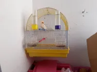 Canari
