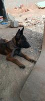 chien-malinois-charbonne-barika-batna-algerie