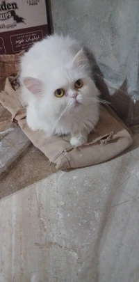ممرات تامشيط _ باتنة سونتر فيل 