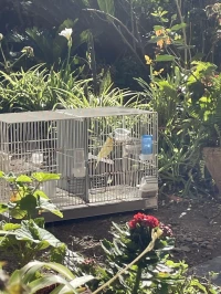 Couple Canari Albino