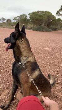 Chien berger belge malinois