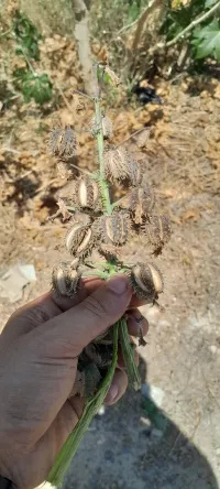 graines de ricin بذور الخروع
