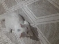 قطة منزلية بوقوصة للبيع
