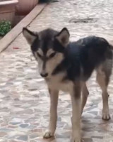 chien-loup-husky-oran-algerie