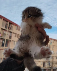 Scottish fold