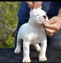 chiot dog argontino