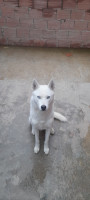 chien-husky-seberien-el-harrach-alger-algerie