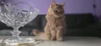 Vente un chat persan (femelle)