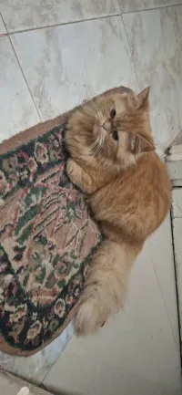 Échange chat Himalayan mâle contre nourriture chat