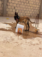 chien-كوبلا-مالينوا-الله-يبارك-tolga-biskra-algerie