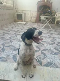 Chien brac français 