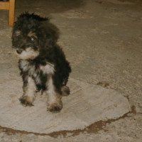 chien-caniche-bichon-boghni-tizi-ouzou-algerie