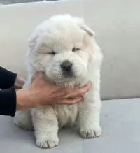 Chow-chow panda