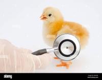 medecine-sante-cherche-une-veterinaire-mouzaia-blida-algerie