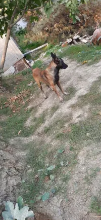 Chien malinois