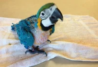Perroquet ara ararauna jaune bébé 