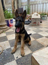 Femelle  berger allemand 