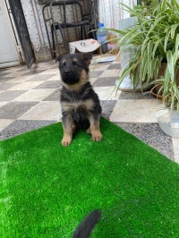 Berger allemand 