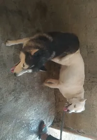 Husky 