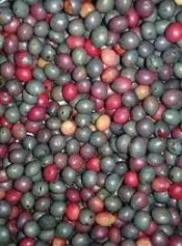 ثمار البطم