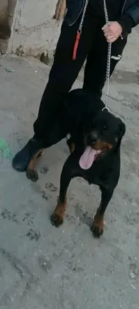 Chien rott willer