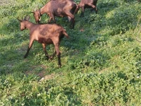 Vente Chèvres et Bouc Alpine 