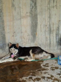 هاسكي  husky