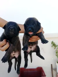Choits malinois 
