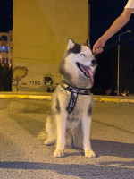 chien-husky-hydra-alger-algerie