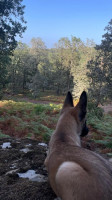 chien-malinois-classiquecharbonne-algerie