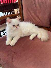 cats-chat-femelle-annaba-algeria