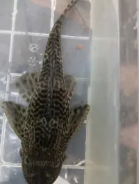 Poisson nétoieur
